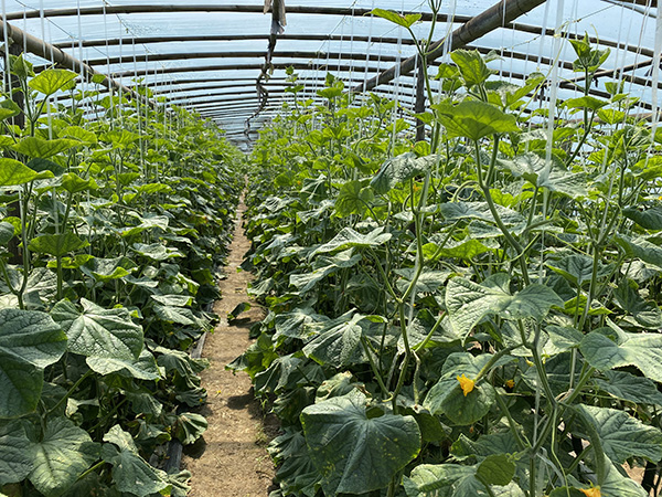 位于兰陵县向城镇北张桥村的黄瓜大棚.