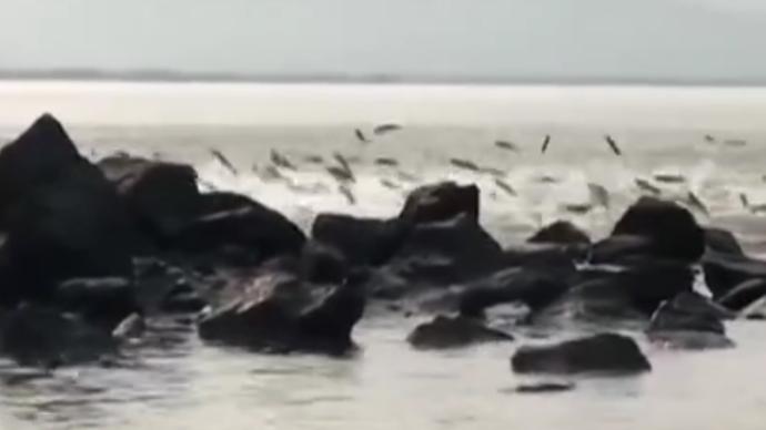 壮观！深圳湾大批鲻鱼海面上逐浪而舞