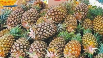 台湾外销菠萝屡传黑心，民进党当局称或是新客户储存不当