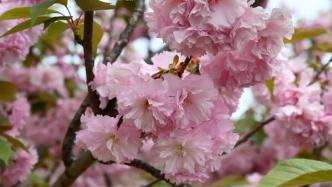 人间最美四月天，晚樱盛开顾村公园，别错过最后赏樱的好时机