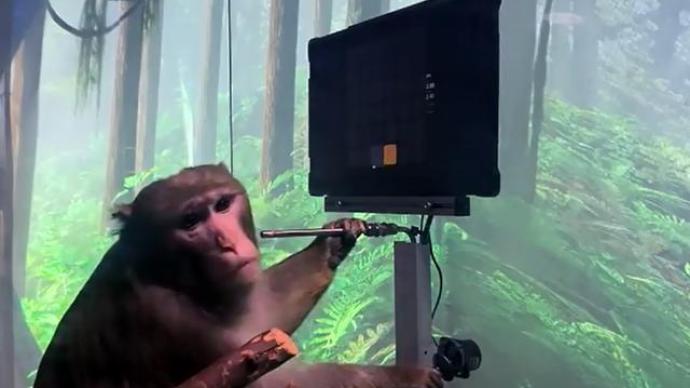 马斯克的脑机接口公司新进展：猴子用意念玩“乒乓”电脑游戏