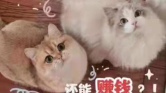 猫咪新领养方式引争议：被指做猫子宫生意，宠物或成生育工具