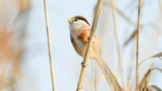 506种！上海记录到的野生鸟类越来越多，已占全国1/3