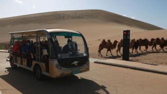 “骆驼红绿灯”亮相敦煌鸣沙山月牙泉景区