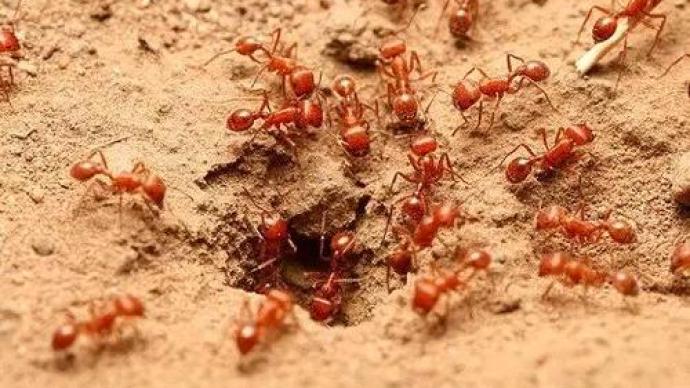 红火蚁位列全球最危险入侵物种，已传播至10余省份