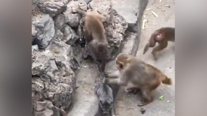 河南一公园回应“猴子欺负小猫”：特地放猫进猴舍逮老鼠