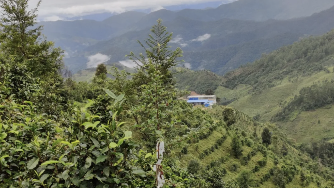 西双版纳勐海县百名毁林种茶违法涉案群众自首