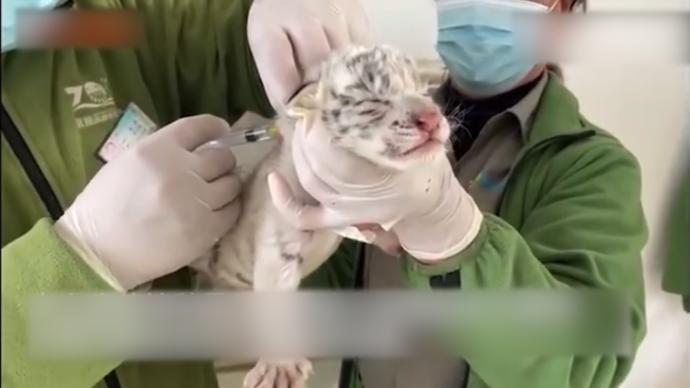 江苏南通出生7天的白虎四胞胎迎来首次疫苗接种