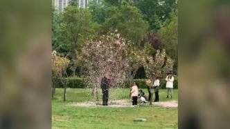游客拍照时狂摇樱花树，目击者：当时旁边还有孩子