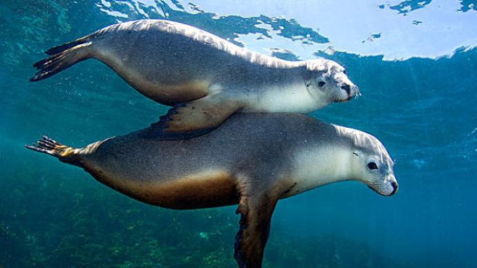 美国加州常年倾倒有毒废物入海，约25%成年海狮患癌