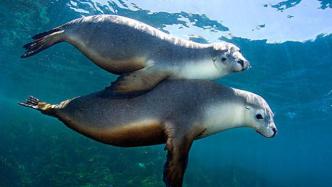 美国加州常年倾倒有毒废物入海，约25%成年海狮患癌