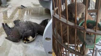 民警救助两只“坠机老鹰”，竟都是国家二级保护动物