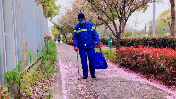 上海杨浦“落花不扫”道路限时回归，为市民奉上“落樱画卷”