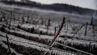 多个葡萄酒产区遭遇严重霜冻，法国精品葡萄酒或迎涨价潮