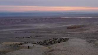 新疆福海县牧民迎来转场季，牲畜队伍颇为壮观