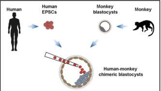 中外科学家首次构建人猴嵌合胚胎：更好的研究模型和更大争议