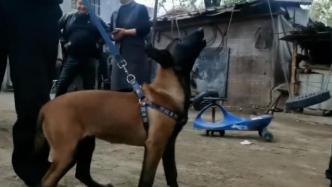 價值上萬的馬犬出逃，民警走訪數日尋回
