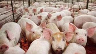 日本栃木县出现猪瘟疫情，将扑杀约3.7万头猪