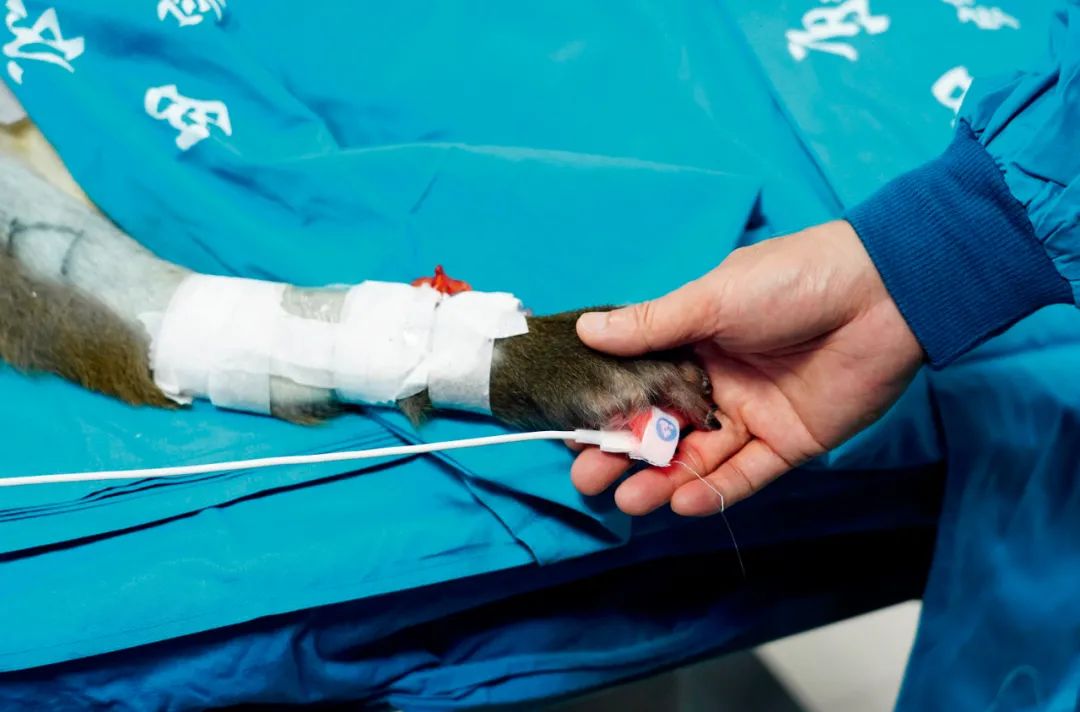 2020年6月，陕西一家医院以恒河猴进行内脏器官移植实验。图/新华