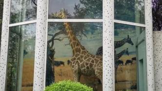 長頸鹿猝死、馬來熊喝冰紅茶嘔吐，上海動物園呼吁不要亂投喂