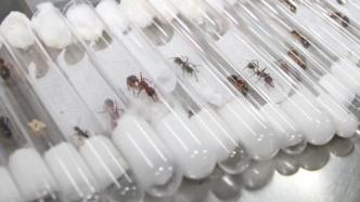 山东青岛查获38只活体蚂蚁，部分为“世界上最危险的蚂蚁”