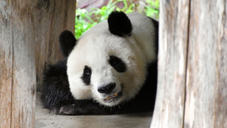 旅日高龄大熊猫“旦旦”服药治疗心脏病，或因病无法回国