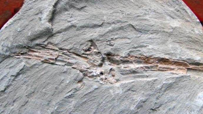 石油开采也“跨界”！江苏油田发现6000万岁鱼化石