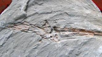 石油开采也“跨界”！江苏油田发现6000万岁鱼化石