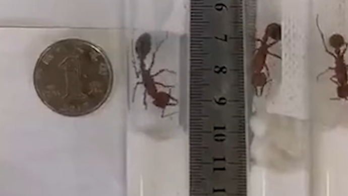 海关查获38只强毒性活体蚂蚁，其中有“世界最危险蚂蚁”
