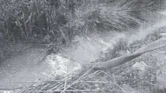 泗洪大寨河遭排污漂白沫？县环境局：管网损坏致生活污水外溢