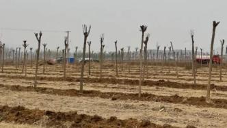 唐山丰润数百亩耕地被强制种树进展：当地已开始拔树