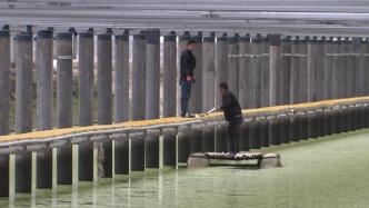 上海崇明丨裕安养殖场渔光互补项目，“上可发电、下可养鱼”