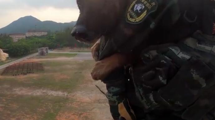 高空索降訓練，軍犬抱住特戰隊員胳膊“不撒手”