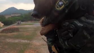 高空索降训练，军犬抱住特战队员胳膊“不撒手”