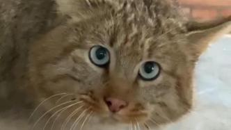 视频｜世界唯一人工圈养荒漠猫征名