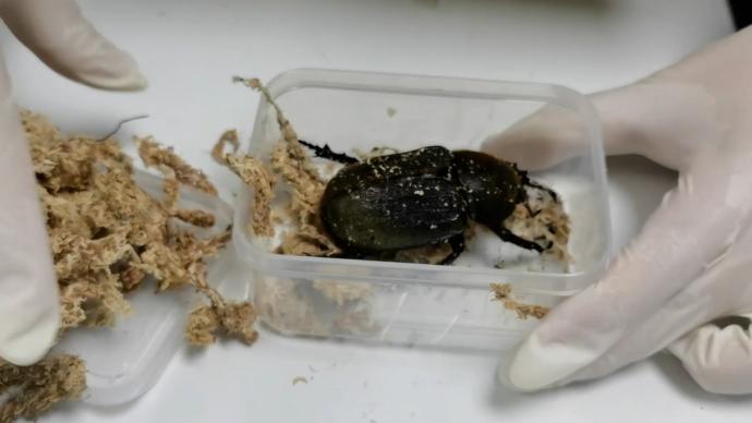 甲虫成“零食”、“玩具”？上海海关连续查获13只活体甲虫