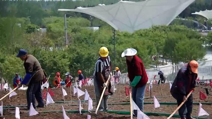 崇明花博丨開幕倒計時30天，園區(qū)公共綠化工作即將收尾