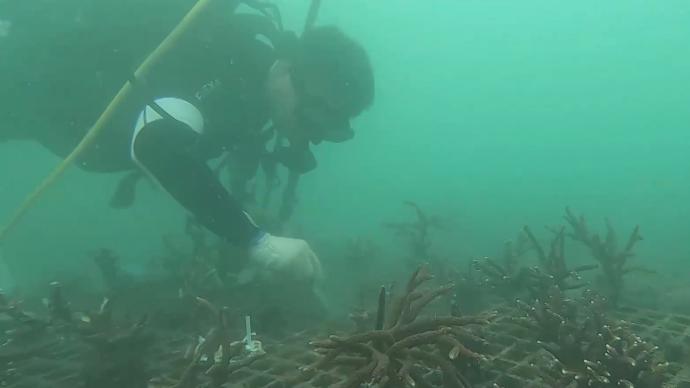种珊瑚的人：涠洲岛珊瑚保育背后的故事