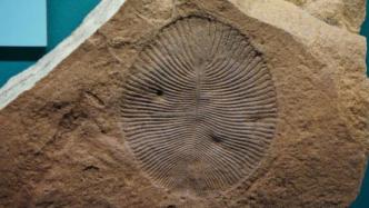 科学家在三峡地区发现5.5亿年前“指纹怪虫”
