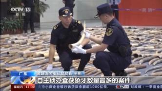 共計(jì)20.22噸，廣州特大象牙走私案最后一名主犯被逮捕