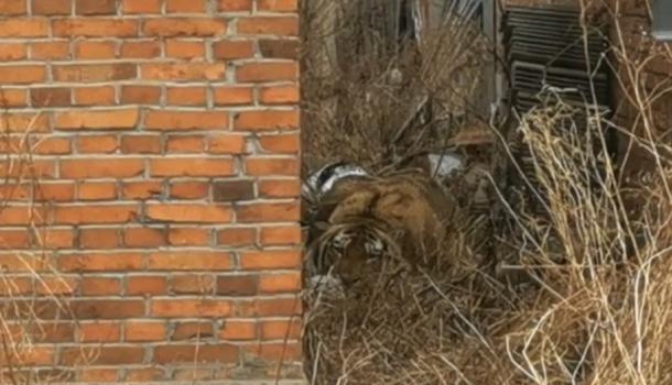 澎湃新闻直播在线 831.jpg