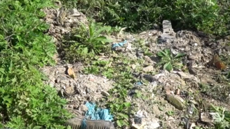 浙江温岭112亩良田“长”垃圾，村民向政府反映多次遭推脱