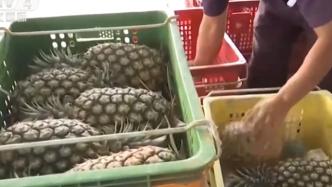 台湾菠萝收购价格几近崩盘，被日韩消费者抱怨品质差