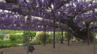 350棵紫藤争相盛开，日本足利花卉公园游人如织