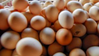 中央政法委：什么蛋能“返生”孵出小鸡？谎蛋、臭蛋、诈蛋