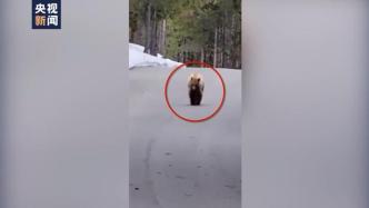 美国一男子跑步时偶遇大熊，倒退行走得以脱身
