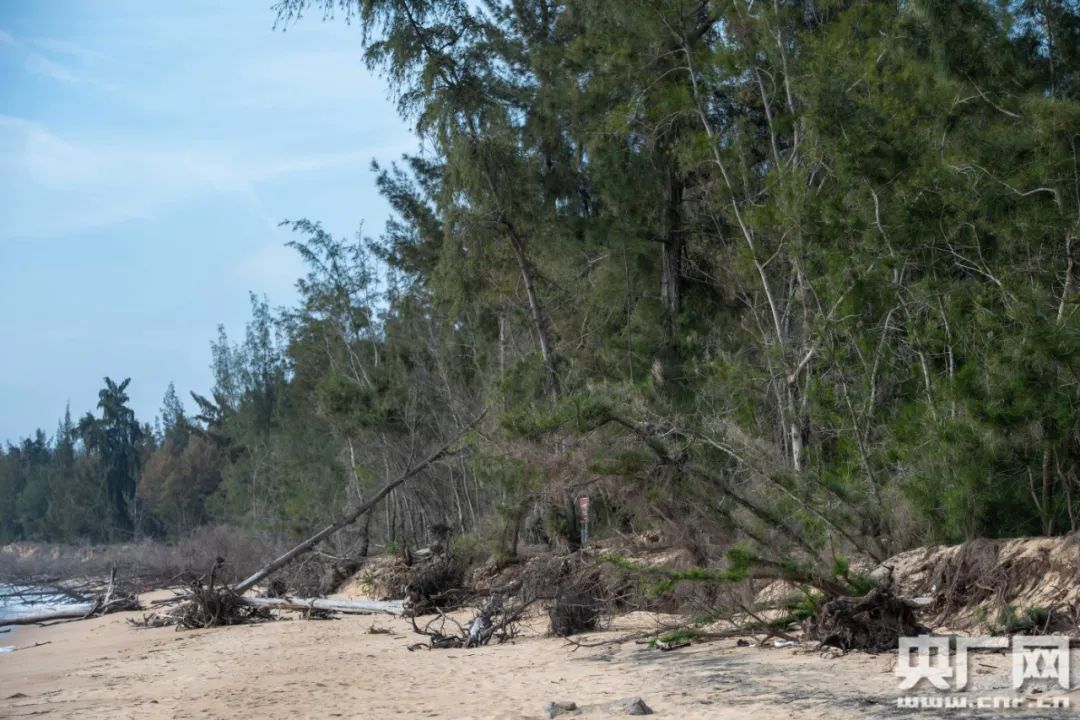 昌化港北部海滩的海防林(央广网记者 洪坚鹏 摄)