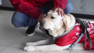 国际导盲犬日：揭秘导盲犬的“黄埔军校”