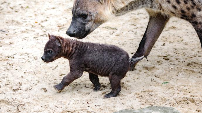 上海动物园斑鬣狗喜得“小公举”，游客可在室外展区观赏