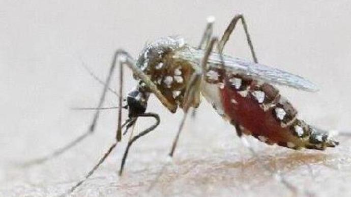 美国放狠招！将释放超14万只基因改造蚊子